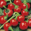 produzione semi peperone red cherry