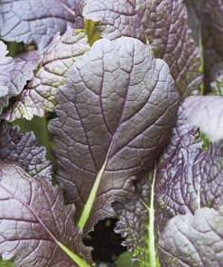produzione semi brassica orientale red mustard