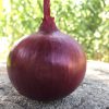 produzione semi cipolla a tunica rossa Redita F1