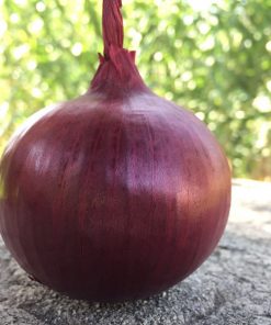 produzione semi cipolla a tunica rossa Redita F1