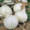 produzione semi cipolla a tunica bianca redonda