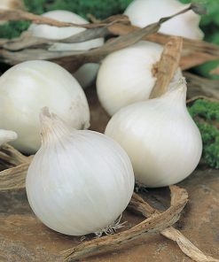produzione semi cipolla a tunica bianca redonda