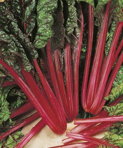 produzione semi bietola a costa rhubarb chard