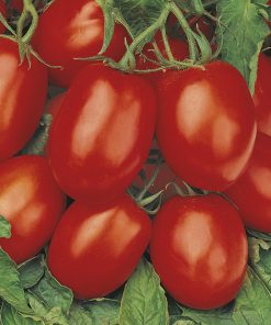 produzione semi pomodoro rio grande