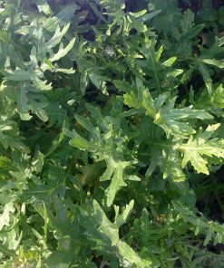 produzione semi rucola coltivata rocket wilco