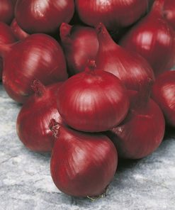produzione semi cipolla a tunica rossa roja de zalla