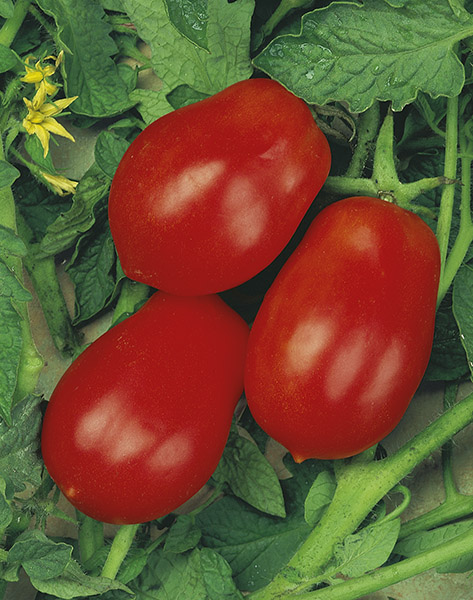 produzione semi pomodoro roma vf