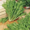 produzione semi indivia riccia romanesca da taglio