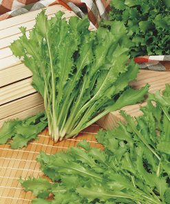 produzione semi indivia riccia romanesca da taglio