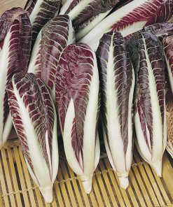 produzione semi cicoria rossa di treviso early