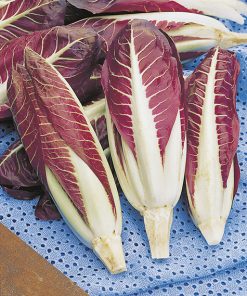 produzione semi cicoria rossa di treviso late