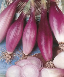 produzione semi cipolla a tunica rossa rossa lunga di firenze