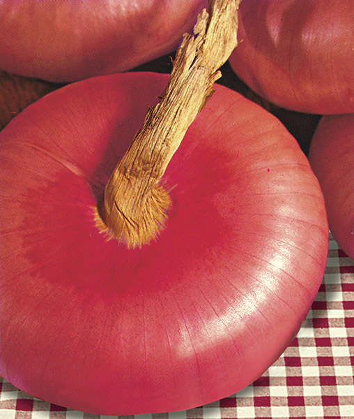 produzione semi cipolla a tunica rossa rossa piatta d'italia