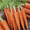 produzione semi carota royal chantenay 2