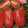 produzione semi pomodoro san marzano long fruited