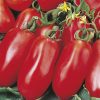 produzione semi pomodoro san marzano nano