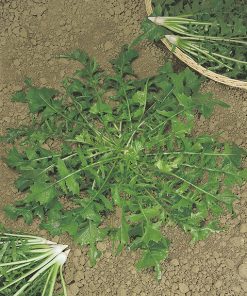 produzione semi cicoria selvatica da campo