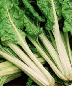 produzione semi semi per baby leaf swiss chard perpetual spinach