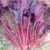 produzione semi semi per baby leaf beet bull's blood