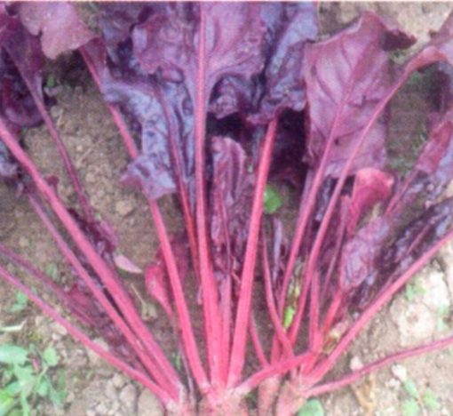 produzione semi semi per baby leaf beet bull's blood
