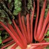 produzione semi semi per baby leaf swiss chard rhubharb chard
