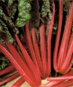 produzione semi semi per baby leaf swiss chard rhubharb chard