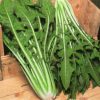 produzione semi semi per baby leaf chicory catalogna gigante di chioggia