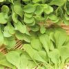 produzione semi semi per baby leaf chicory zuccherina di trieste