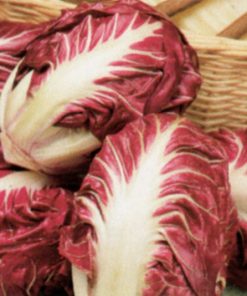 produzione semi semi per baby leaf chicory rossa di verona