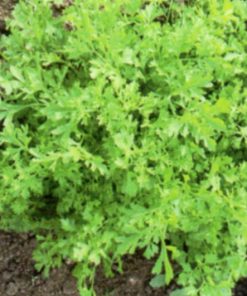 produzione semi semi per baby leaf cress common