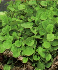 produzione semi semi per baby leaf water cress