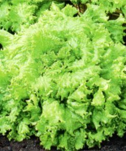 produzione semi semi per baby leaf lettuce gentilina