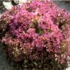 produzione semi semi per baby leaf lettuce lollo red
