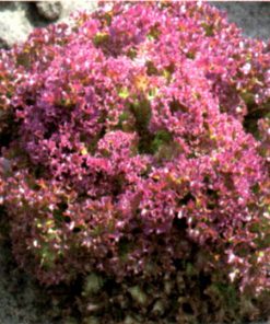 produzione semi semi per baby leaf lettuce lollo red