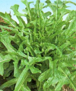 produzione semi semi per baby leaf lettuce catalogna