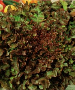 produzione semi semi per baby leaf lettuce red salad bowl