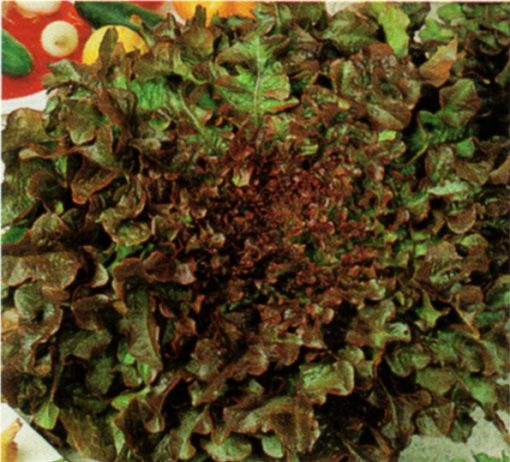 produzione semi semi per baby leaf lettuce red salad bowl