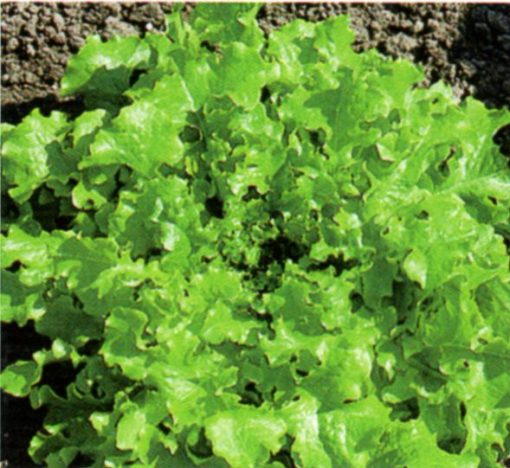 produzione semi semi per baby leaf lettuce salad bowl