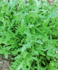 produzione semi semi per baby leaf wild rocket indented leaves