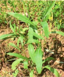 produzione semi semi per baby leaf wild rocket olive leaves