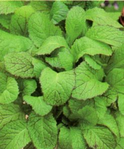 produzione semi semi per baby leaf white mustard