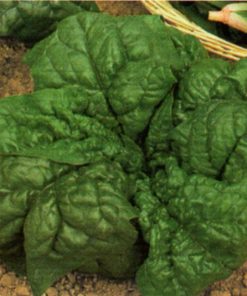 produzione semi semi per baby leaf spinach ds 1160