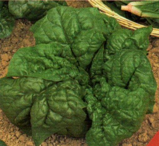 produzione semi semi per baby leaf spinach ds 1160