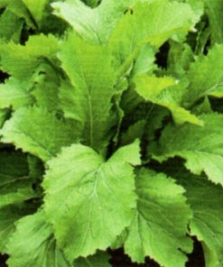 produzione semi semi per baby leaf green mustard