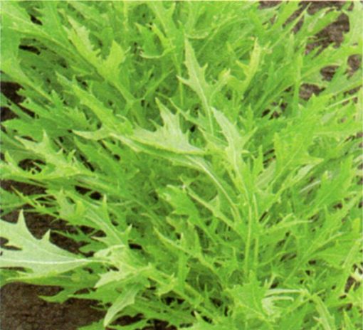 produzione semi semi per baby leaf mizuna green