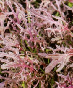 produzione semi semi per baby leaf mizuna red
