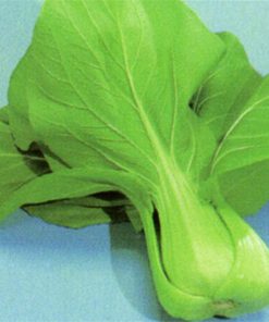 produzione semi semi per baby leaf pack choi green