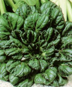 produzione semi semi per baby leaf tatsoi