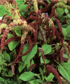 produzione semi semi per baby leaf red amaranth