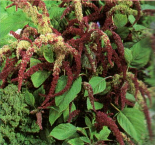 produzione semi semi per baby leaf red amaranth